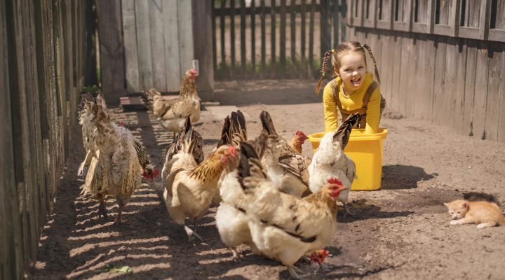 Humorous child feeds domestic birds in backyard