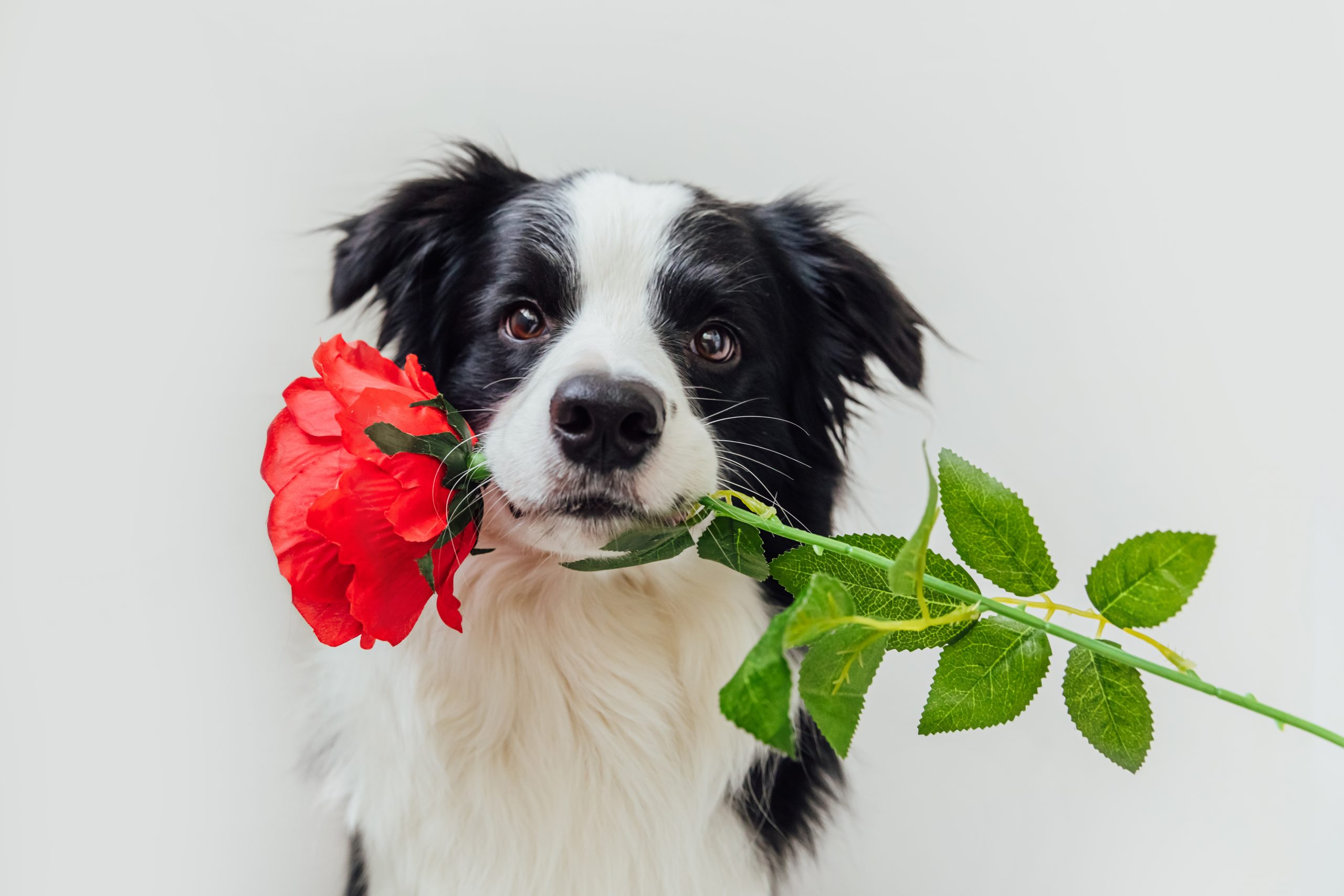 Dog with rose in its mouth as dog valentie pun